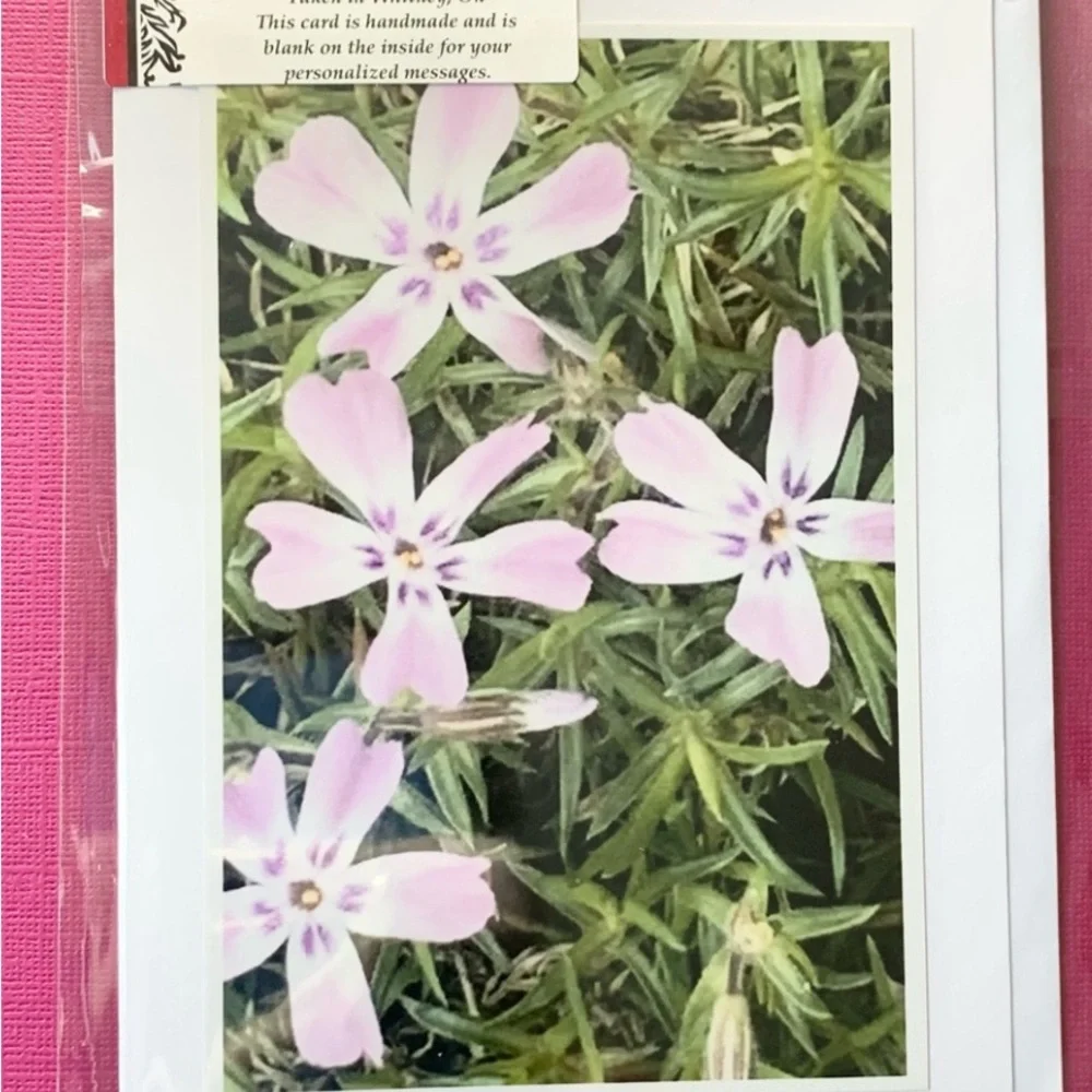 2 for $30 Nature Photo Blank Greeting Cards. Algonquin Spring set of 4 - Picture 5 of 9